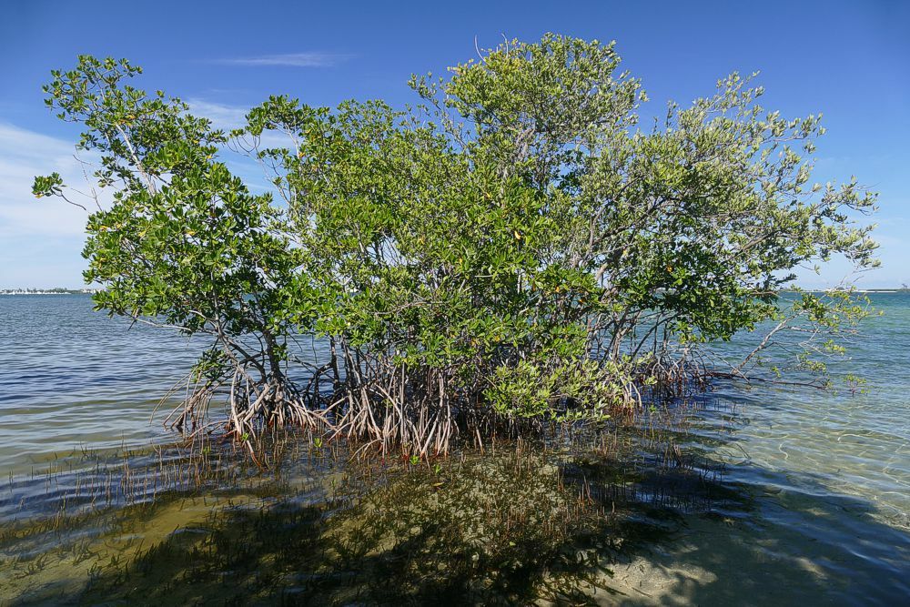 Click to See Next Image